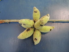 Sapranthus violaceus