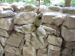 Sapranthus violaceus