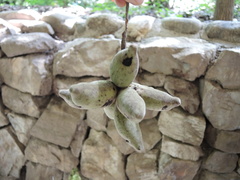 Sapranthus violaceus