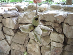 Sapranthus violaceus