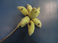 Sapranthus violaceus