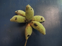 Sapranthus violaceus