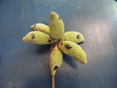 Sapranthus violaceus