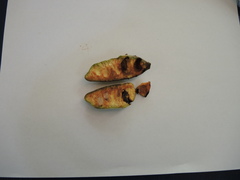 Sapranthus violaceus