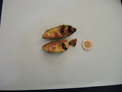 Sapranthus violaceus