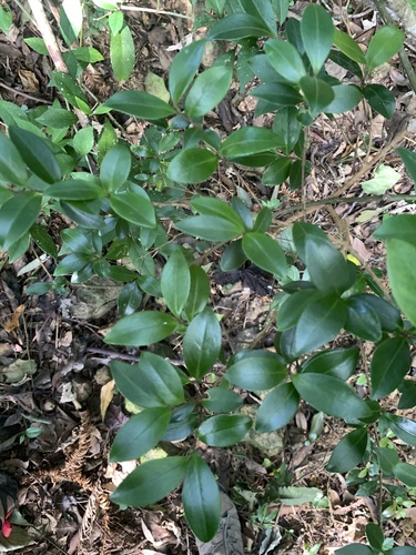 Camellia brevistyla (Camellia brevistyla)