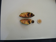 Sapranthus violaceus