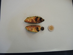 Sapranthus violaceus