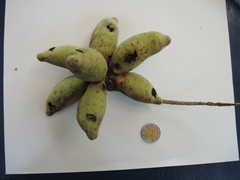 Sapranthus violaceus