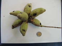 Sapranthus violaceus