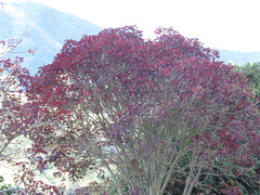 Euphorbia cotinifolia