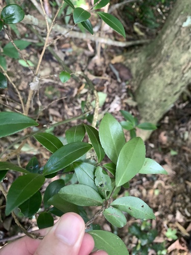 Camellia brevistyla, photograph 5