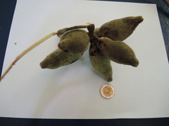 Sapranthus violaceus