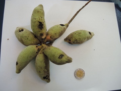 Sapranthus violaceus