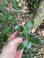 Camellia brevistyla, photograph (c) 呂一起(Lyu yi-chi), some rights reserved (CC BY)