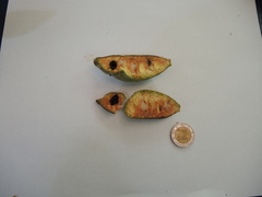 Sapranthus violaceus