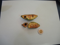 Sapranthus violaceus