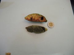 Sapranthus violaceus