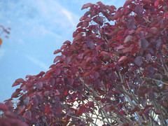 Euphorbia cotinifolia