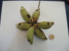 Sapranthus violaceus