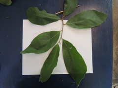 Sapranthus violaceus