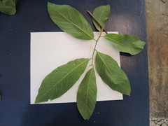 Sapranthus violaceus