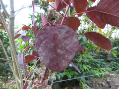 Euphorbia cotinifolia