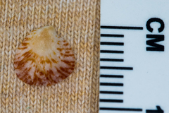 Plicatula gibbosa