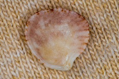 Plicatula gibbosa