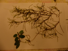 Potamogeton diversifolius