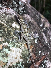 Anolis lucius