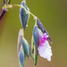 Thalia geniculata - Photo (c) BJ Stacey,  זכויות יוצרים חלקיות (CC BY-NC), הועלה על ידי BJ Stacey