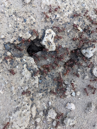 Red Harvester Ant