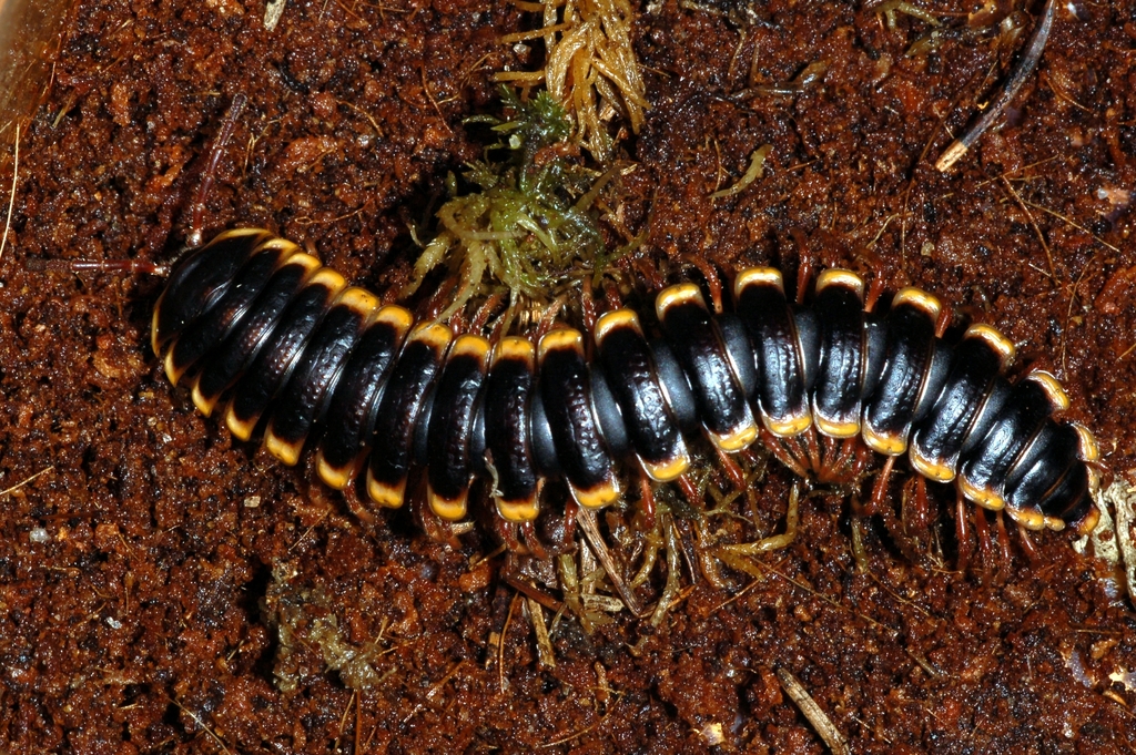 Xystodesmoidea