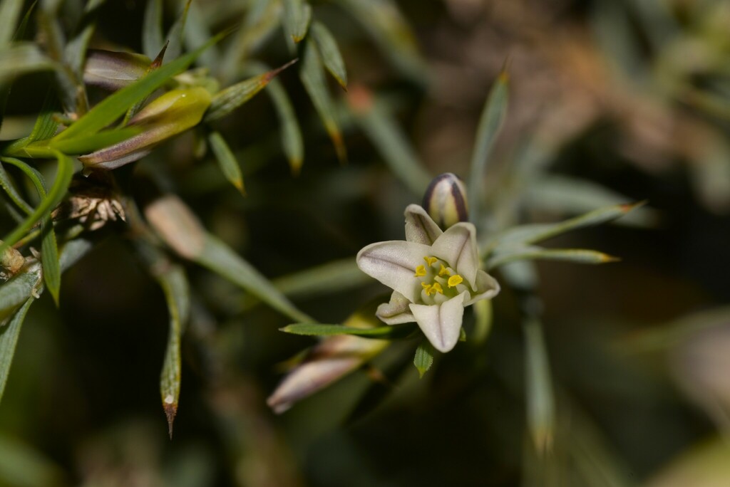 Acanthocarpus canaliculatus