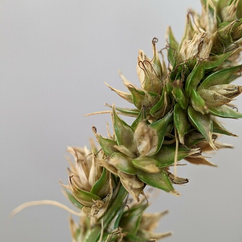 Glomerate sedge (Carex aggregata)
