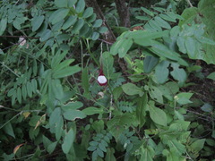 Aristolochia nelsonii