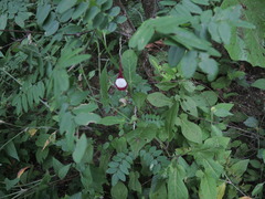 Aristolochia nelsonii