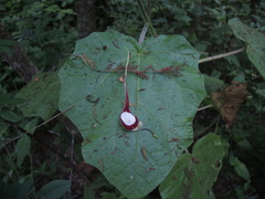 Aristolochia nelsonii