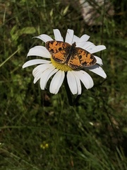 Phyciodes tharos image