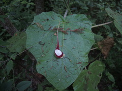 Aristolochia nelsonii