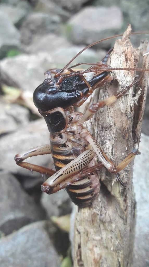 Wellington Tree Wētā