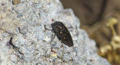 Neocypetes guttulata
