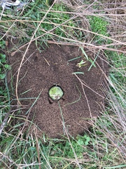 Solenopsis saevissima