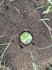 Solenopsis saevissima