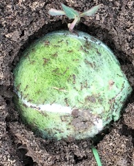 Solenopsis saevissima