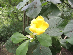 Tabernaemontana glabra