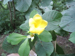 Tabernaemontana glabra