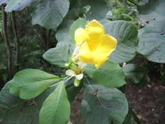 Tabernaemontana glabra