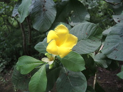 Tabernaemontana glabra